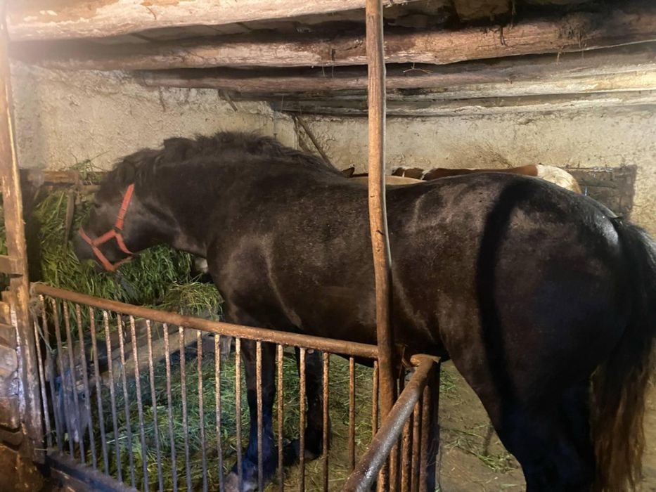 Mânza de vânzare are 2 ani pentru mai multe detalii sunați