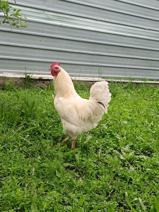Продам 2 петуха 3 утки