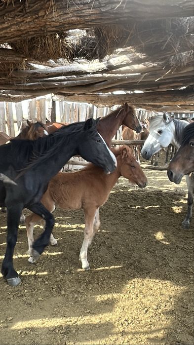 Продам кобылу с жеребеноком