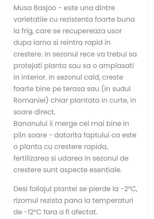 Pui bananier japonez Musa basjoo de la 50 lei . Bucuresti