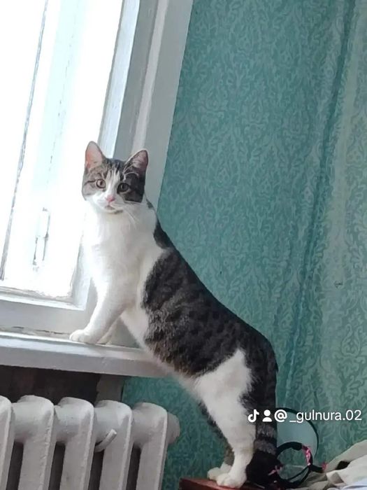 Кошка отдам в хорошие руки чистая домашняя