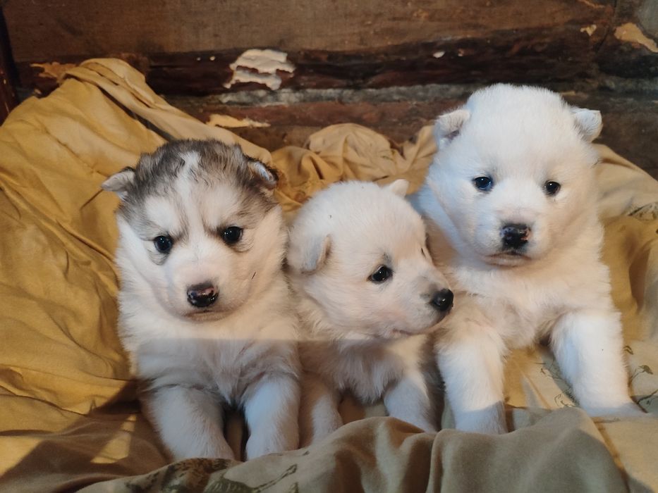 В продаже хасята