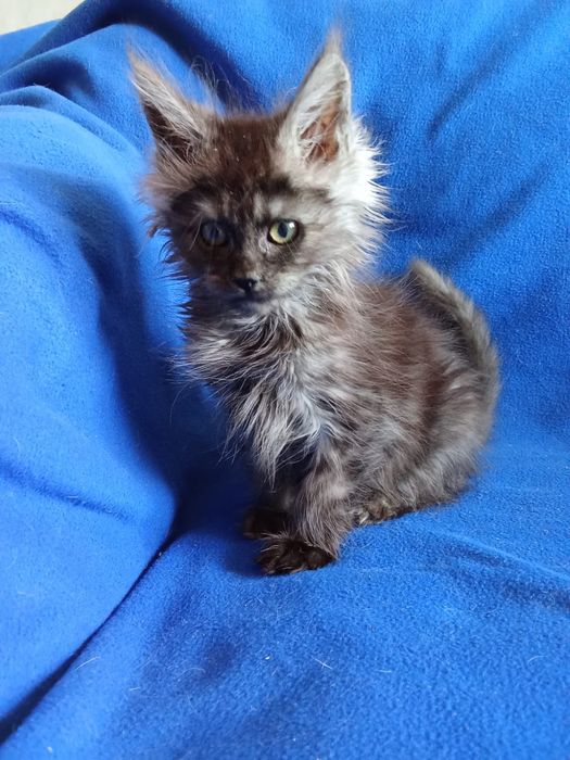 Девочки Мейн-Кун