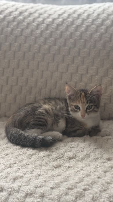 Одам кошку 2 месяца