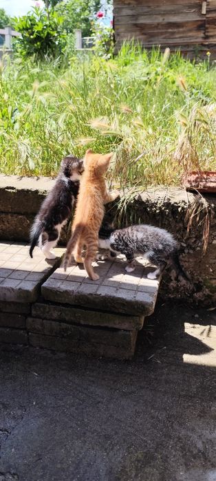 ПОДАРЯВАТ СЕ! 4 Мъжки 2 Женски котенца
