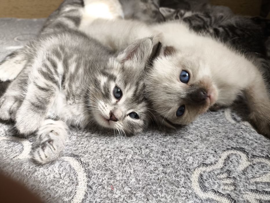 Котята вислоушки и британки