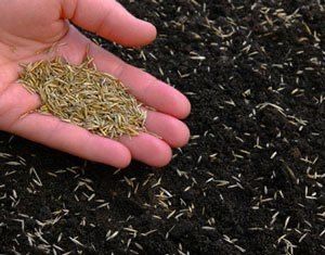 Уруг газон сепиш