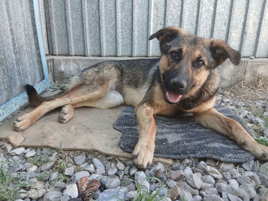 Собака Стерелизованная девочка рожать не будет