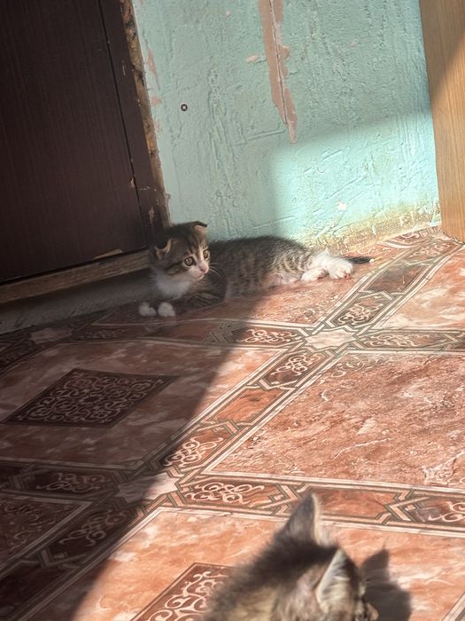 Девочка,1 месец!