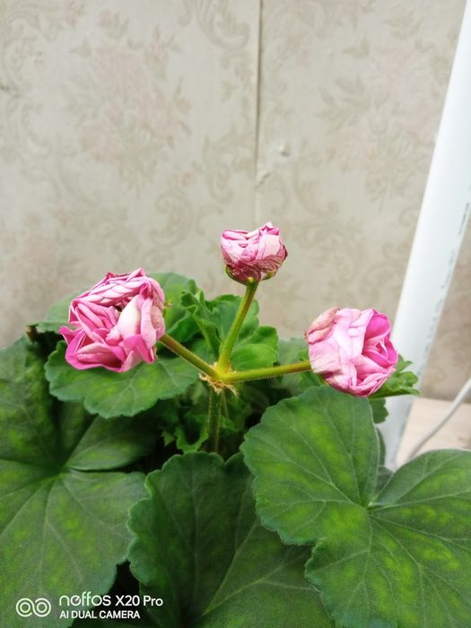 Продам отростки пеларгония ( герань)