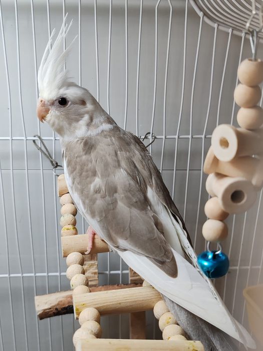 Продаются малыши кореллы