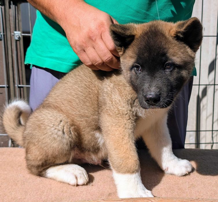 Mascul Akita American - linie de sânge PREMIUM - Maro deschis