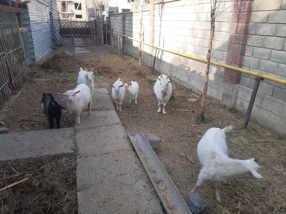 Заанен тұқымды ешкілер