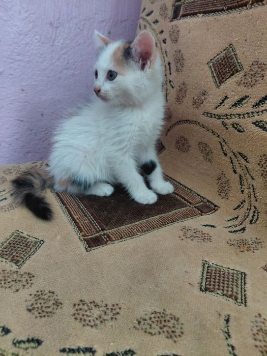 Отдам котят даром в добрые руки.