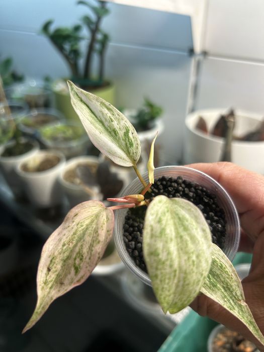 Продам филодендрон миканс варегат