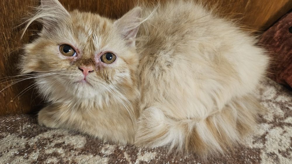 Две персийски котенца