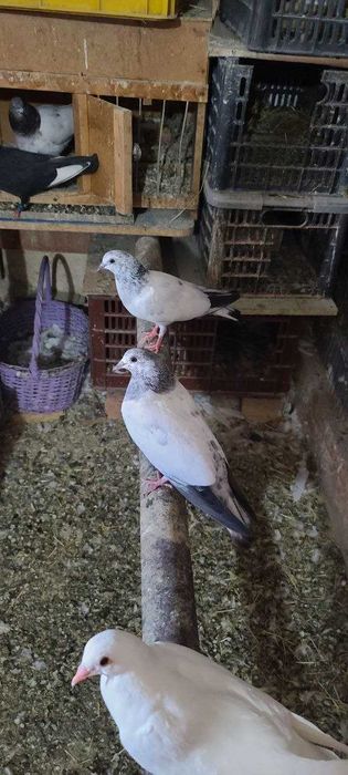 Продам Молодых ИНДОПАКИСТАНСКИХ Высоко-Лётно игровых голубей