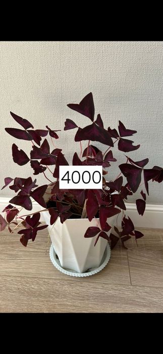 Продам комнатные цветы