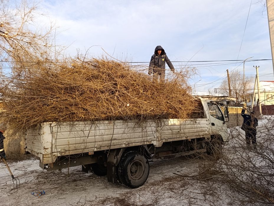 Спил деревьев,Ағаш кесеміз