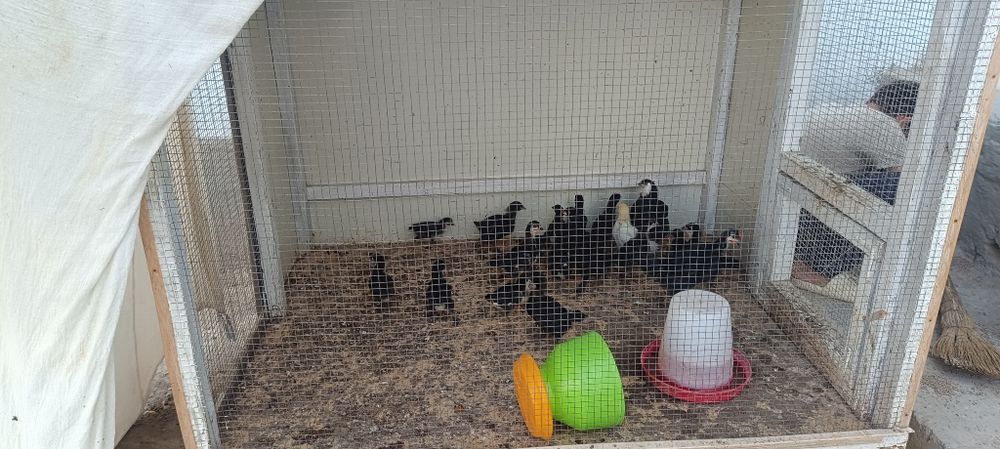 Товук ва Жужа ва индук сотамиз