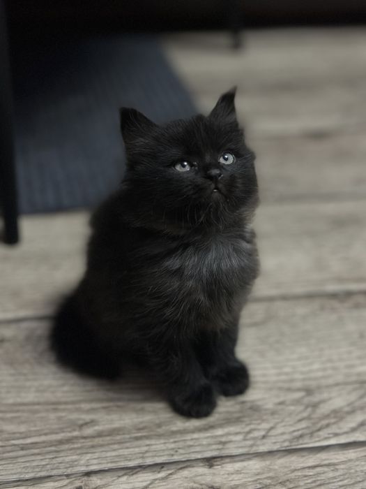 Отдам даром котят .