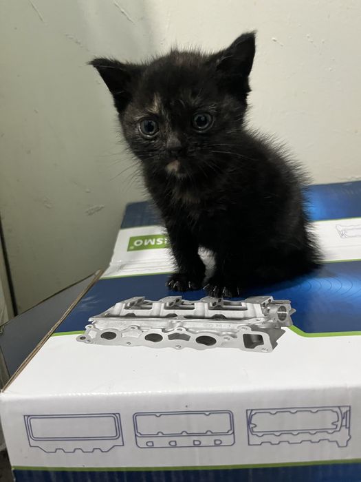 Шотландский вислоухи 6 шт