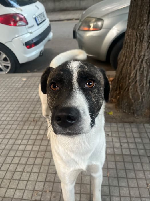 СПЕШНО Бобчо-мъжко куче на около 1 г. и половина търси дом