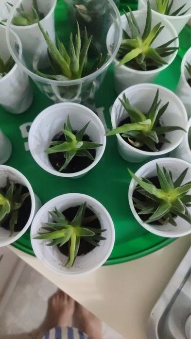 Продам комнатные цветы