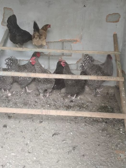 Продается петухи
