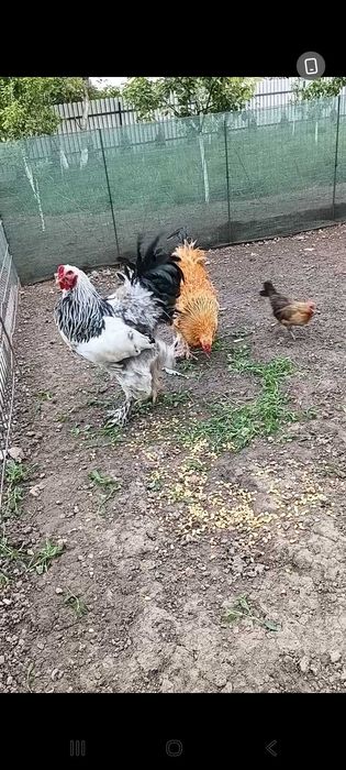 Brahma cocosi si gaini