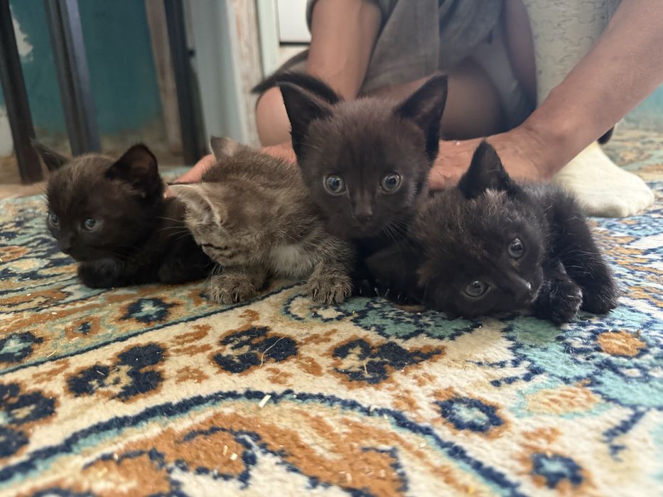 Отдам котят в добрые руки
