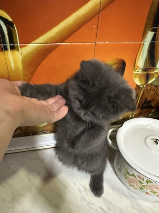 Aqilli odobli ugil bola oglom toza qonli mushukcha