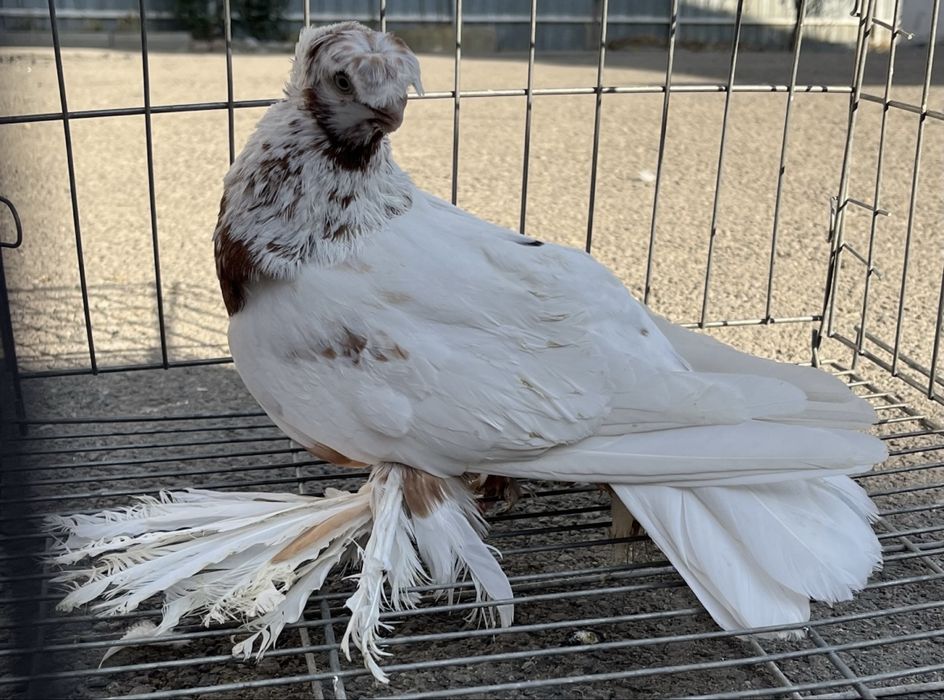 Продам красно рябого голубя