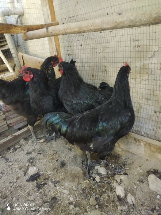 Qorashag'zoda tovuqlari