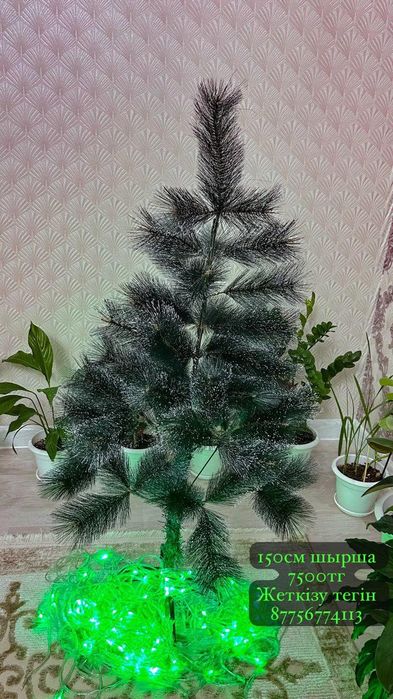 Ёлка-Шырша.Арзан бағада.