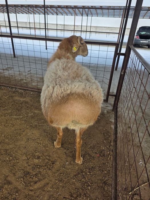 Қошқар сатылады Арашан