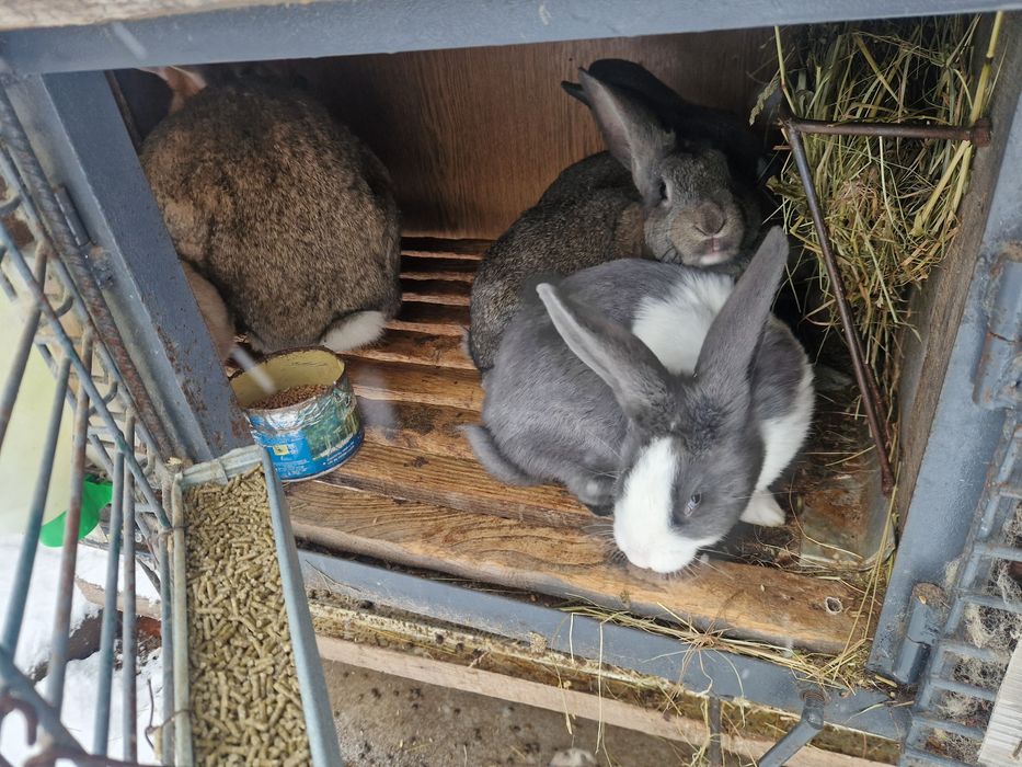 Iepuri Hycole francez