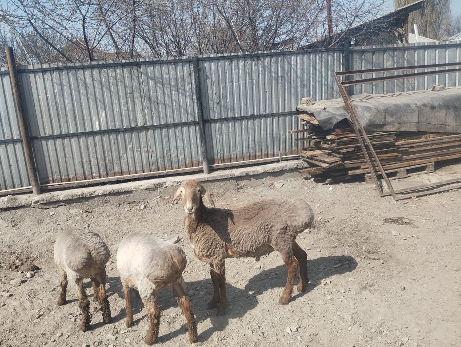 Продам гиссар  в