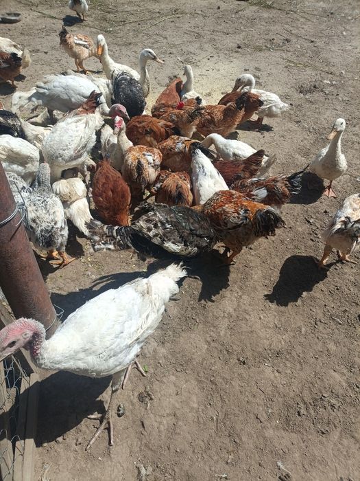 Cocoși de țară sănătoși – de vânzare
