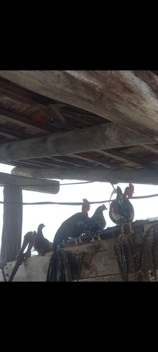 Găini americane de vânzare