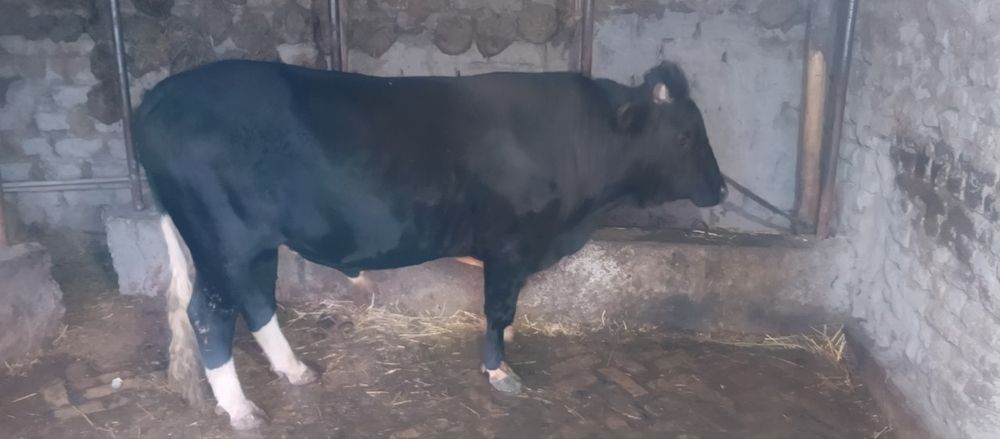 3 yoshga to‘lgan boqilgan tayyor buqa sotiladi.