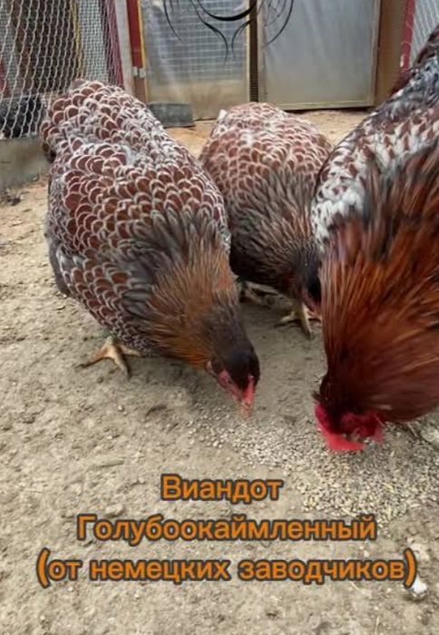 Продам Цыплят. Цены разные..