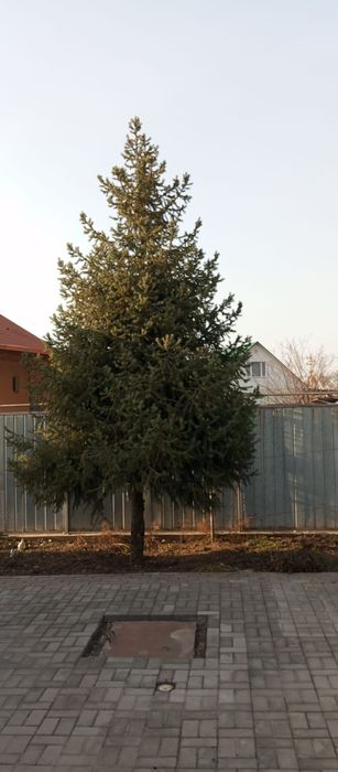 Продам ёлку  срочно