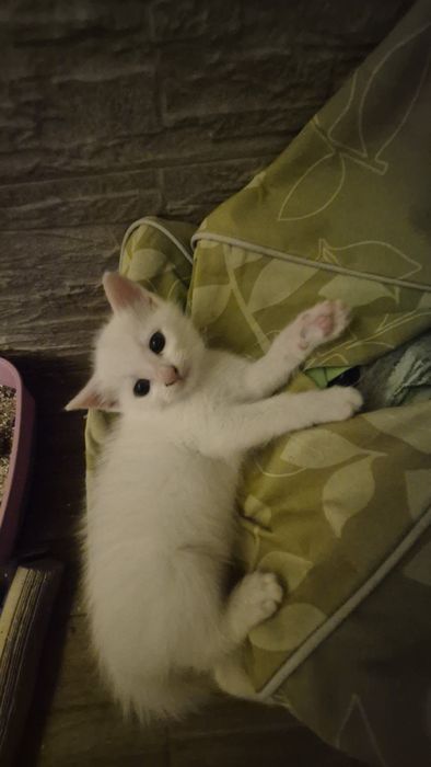 Подаряват се котенцата
