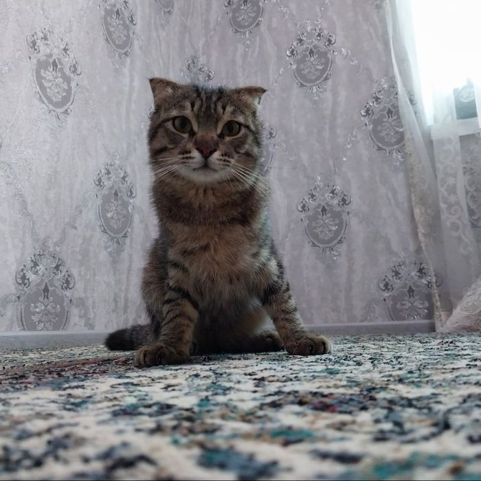 Visayskiy zotli mushuk