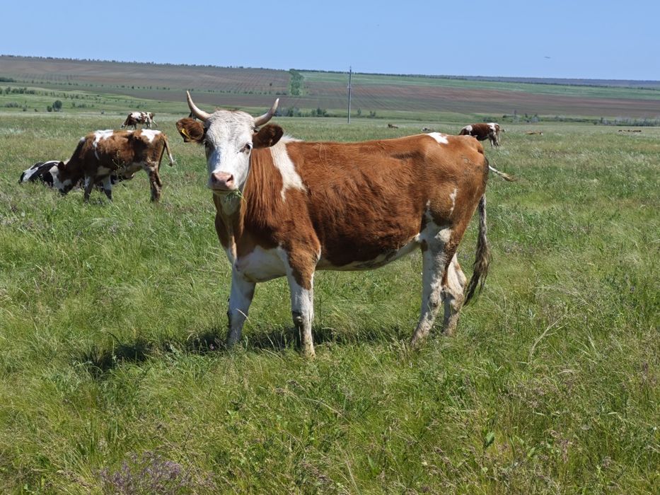 Продам КРС на разведение