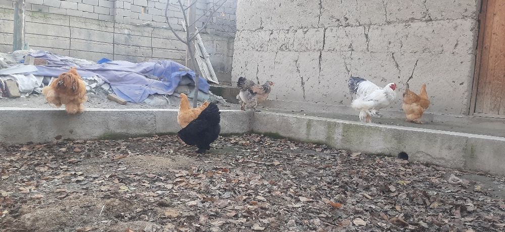 Шу брамалар тухумига заказ оламиз