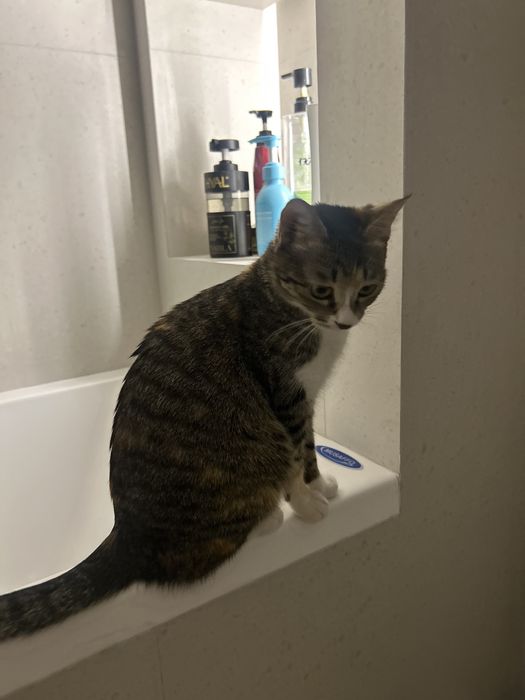 Отдам котенка в добрые руки