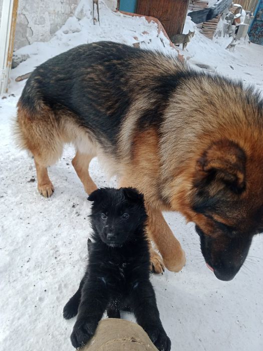 Щенки Немецкой Овчарки!!