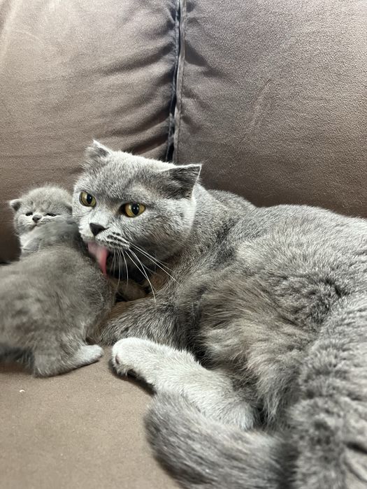 Брон котят Шиншила